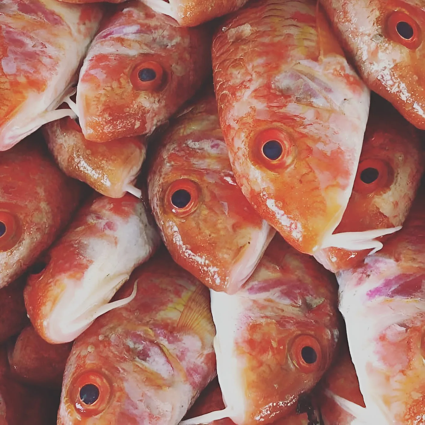 Red mullet